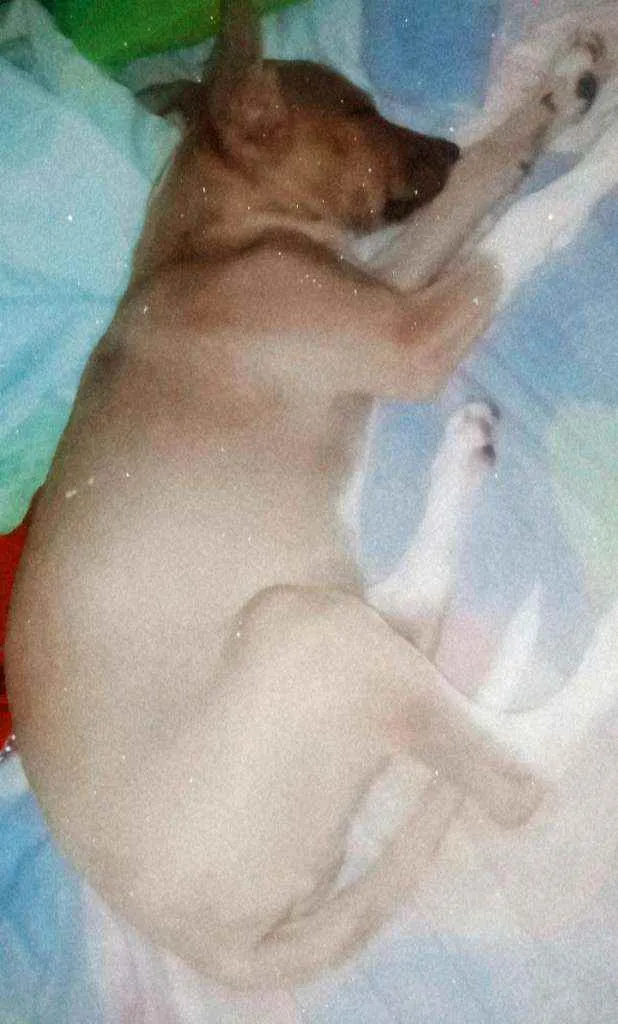 Cachorro raça Viralata idade 2 a 6 meses nome Atena