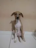Atena