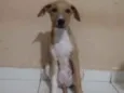 Atena