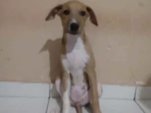 Cachorro raça Viralata idade 2 a 6 meses nome Atena