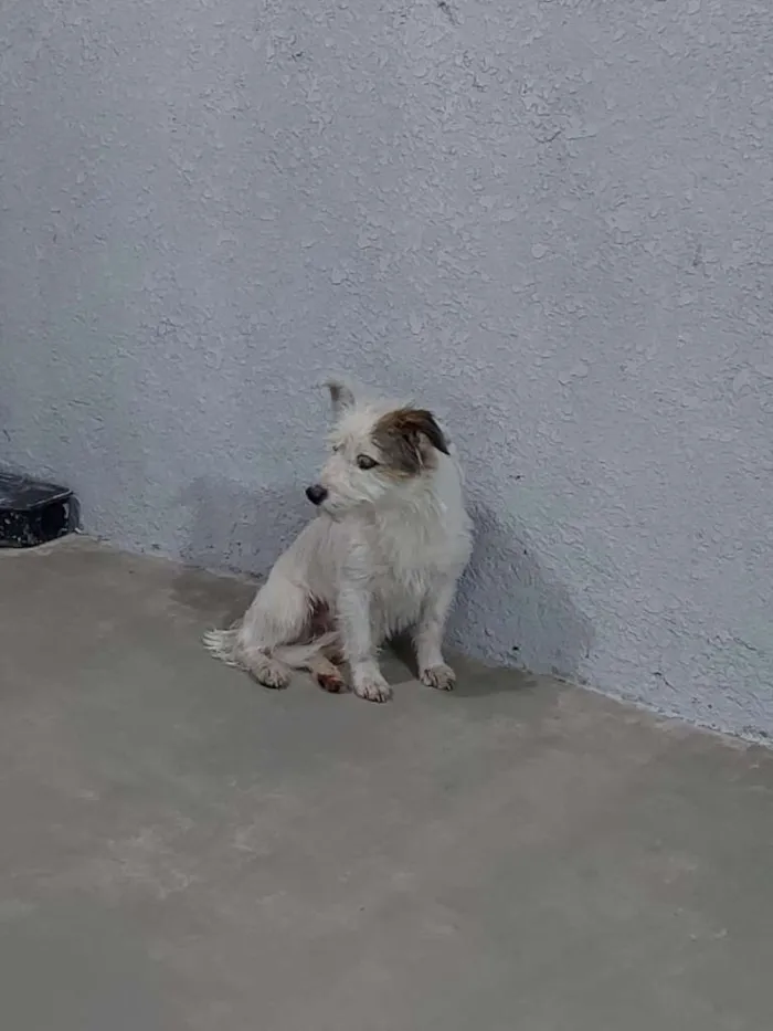 Cachorro ra a Não definida idade 4 anos nome Sem nome