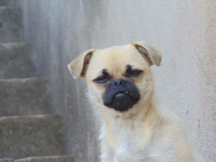 Cachorro ra a Pug com vira idade 5 anos nome July