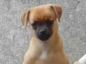 Cachorro raça Pug com pincker idade 2 a 6 meses nome Pipoca