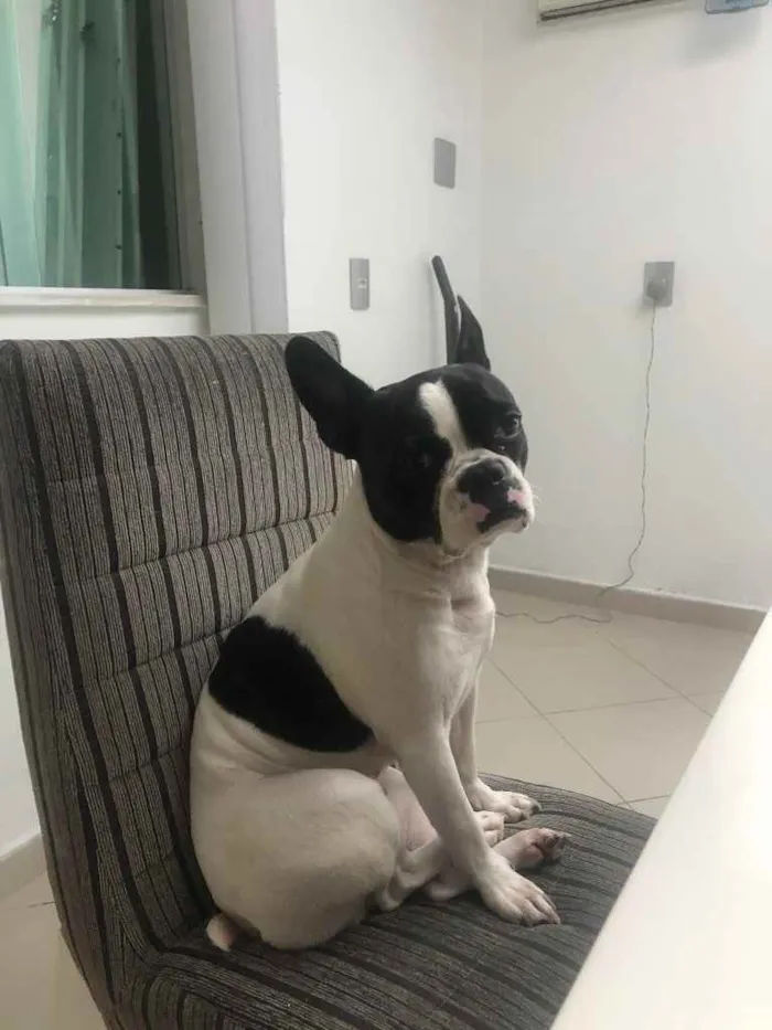 Cachorro ra a Mestiça mas parece Bulldog  idade 5 anos nome Nina