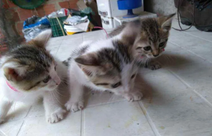 Gato ra a Não definida idade Abaixo de 2 meses nome Lindas