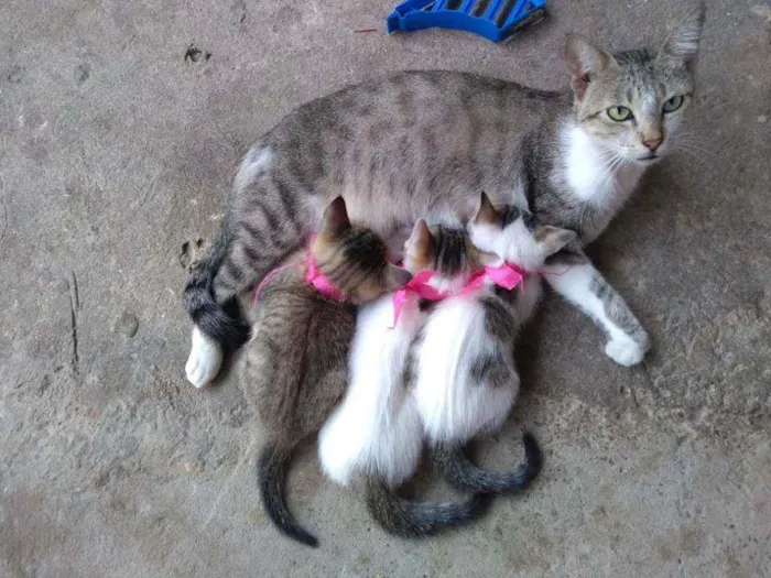 Gato ra a Não definida idade Abaixo de 2 meses nome Lindas