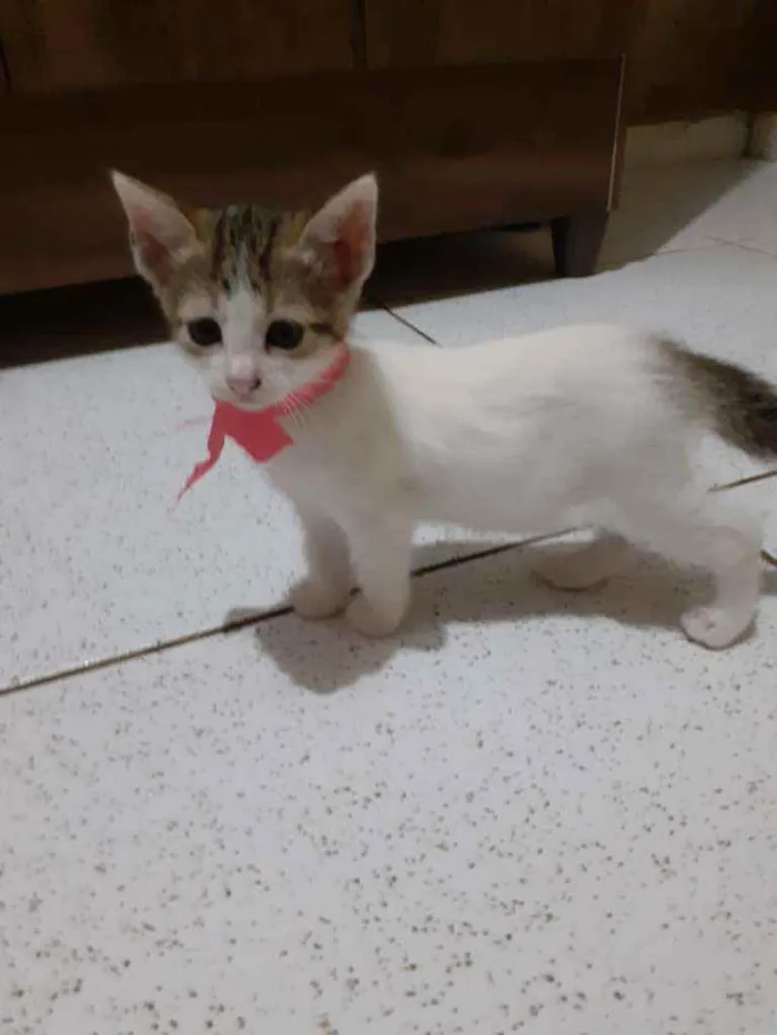 Gato ra a Não definida idade Abaixo de 2 meses nome Lindas