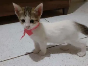 Gato raça Não definida idade Abaixo de 2 meses nome Lindas
