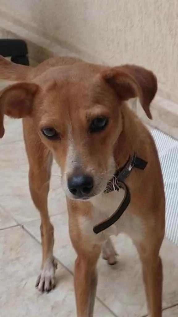 Cachorro ra a Sem raça  idade 1 ano nome Nina