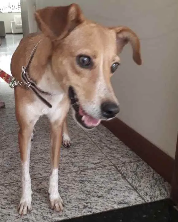 Cachorro ra a Sem raça  idade 1 ano nome Nina