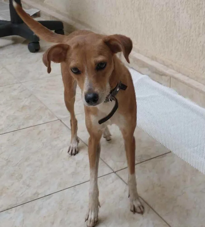 Cachorro ra a Sem raça  idade 1 ano nome Nina