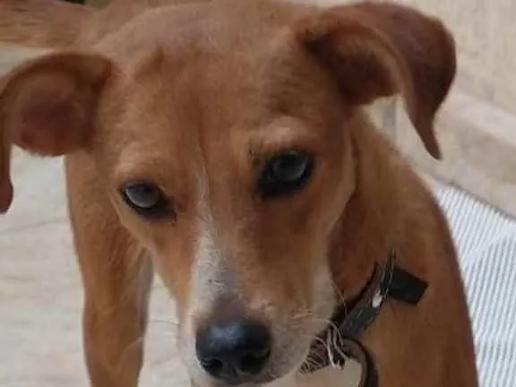 Cachorro ra a Sem raça  idade 1 ano nome Nina