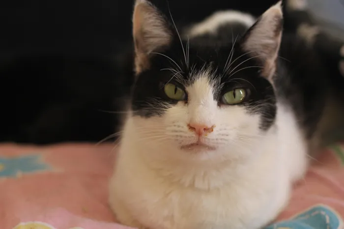 Gato raça SRD idade 2 anos nome Veronica