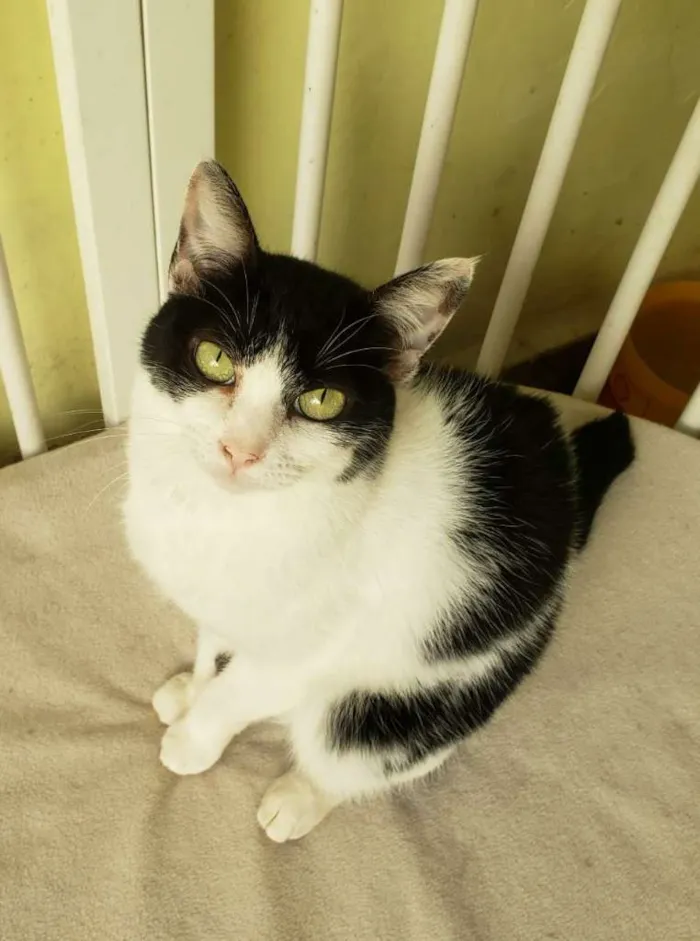 Gato raça SRD idade 2 anos nome Veronica