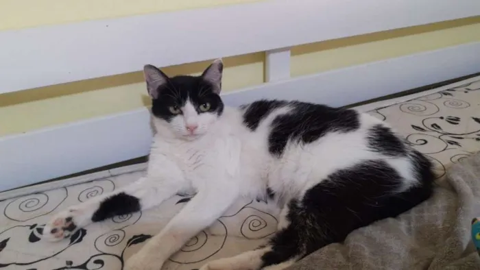 Gato raça SRD idade 2 anos nome Veronica