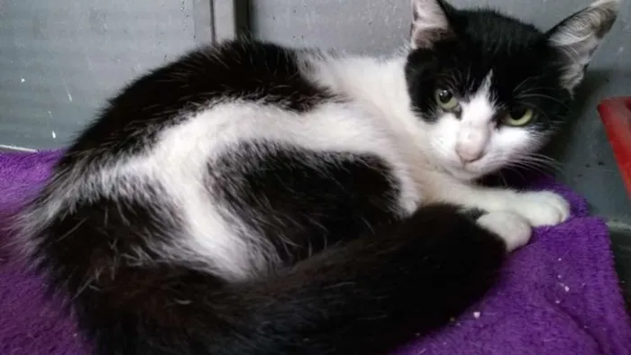 Gato raça SRD idade 2 anos nome Veronica