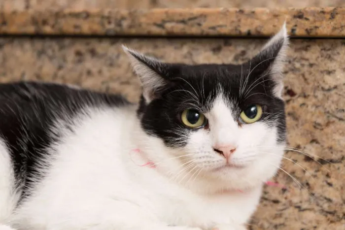 Gato raça SRD idade 2 anos nome Veronica