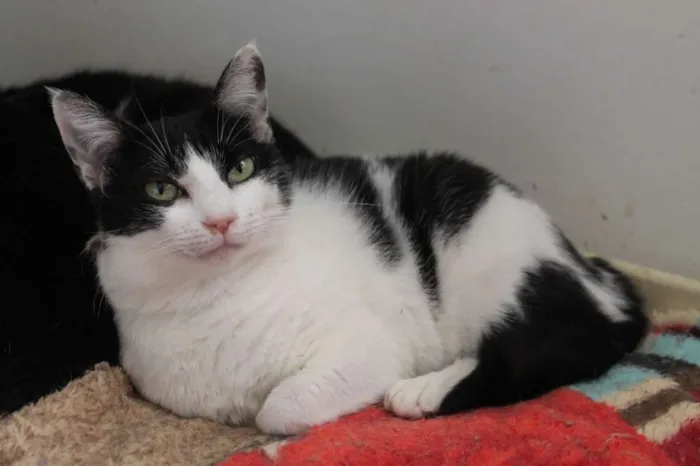 Gato raça SRD idade 2 anos nome Veronica