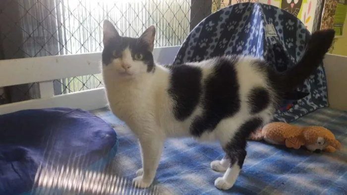 Gato raça SRD idade 2 anos nome Veronica