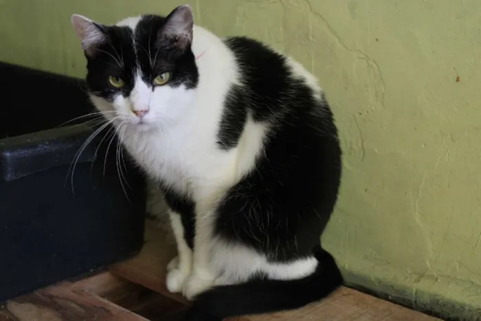 Gato raça SRD idade 2 anos nome Nitara