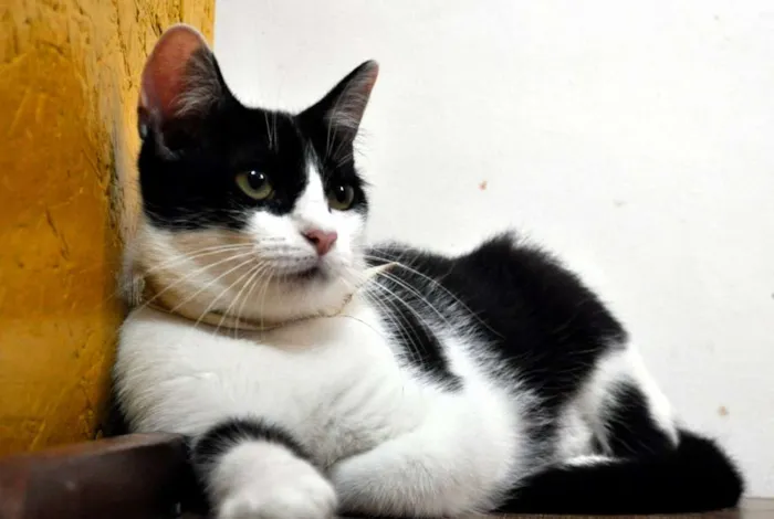 Gato raça SRD idade 2 anos nome Nitara