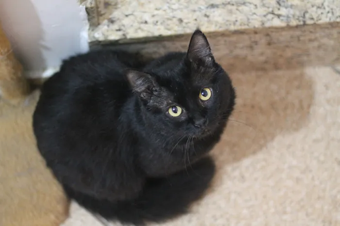 Gato raça SRD idade 3 anos nome Bach