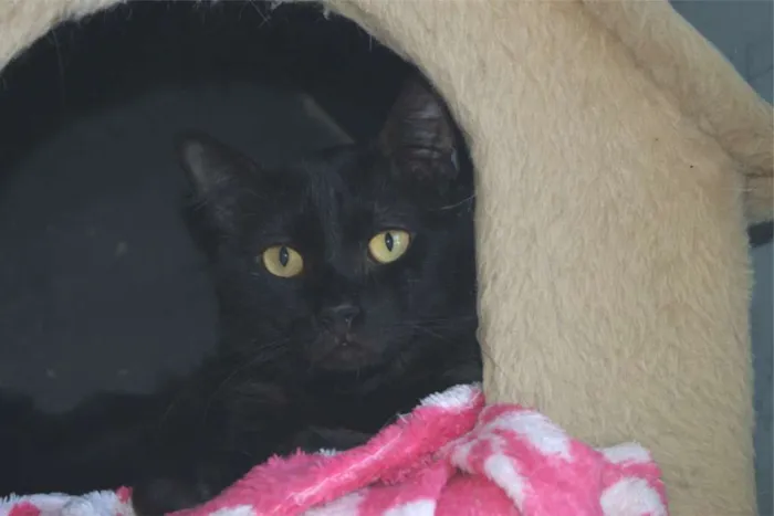 Gato raça SRD idade 3 anos nome Bach