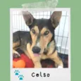Celso