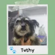 Tuthy
