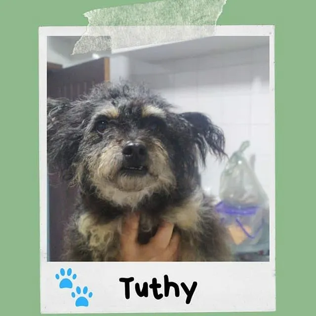 Cachorro ra a SRD-ViraLata idade 4 anos nome Tuthy