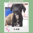 Lua