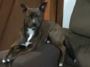 Cachorro raça Indefinida idade 7 a 11 meses nome Floki