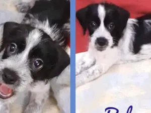 Cachorro raça Srd idade 2 a 6 meses nome Balu