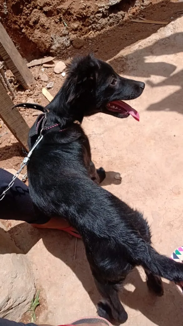 Cachorro ra a SRD idade 2 a 6 meses nome Billy