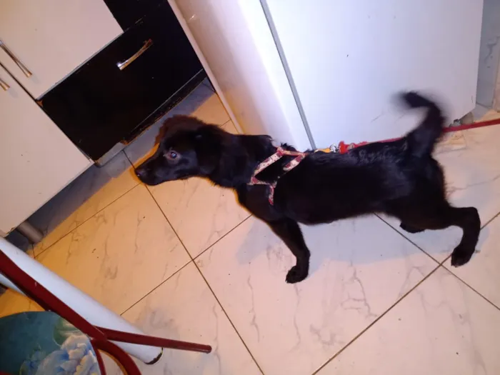 Cachorro ra a SRD idade 2 a 6 meses nome Billy