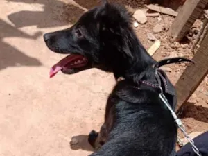 Cachorro raça SRD idade 2 a 6 meses nome Billy 