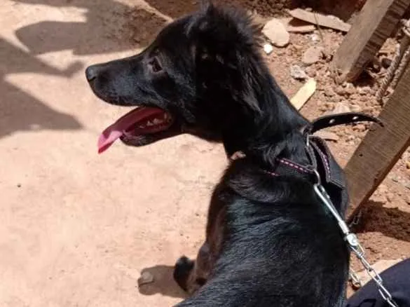 Cachorro ra a SRD idade 2 a 6 meses nome Billy