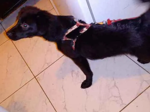 Cachorro ra a SRD idade 2 a 6 meses nome Kate