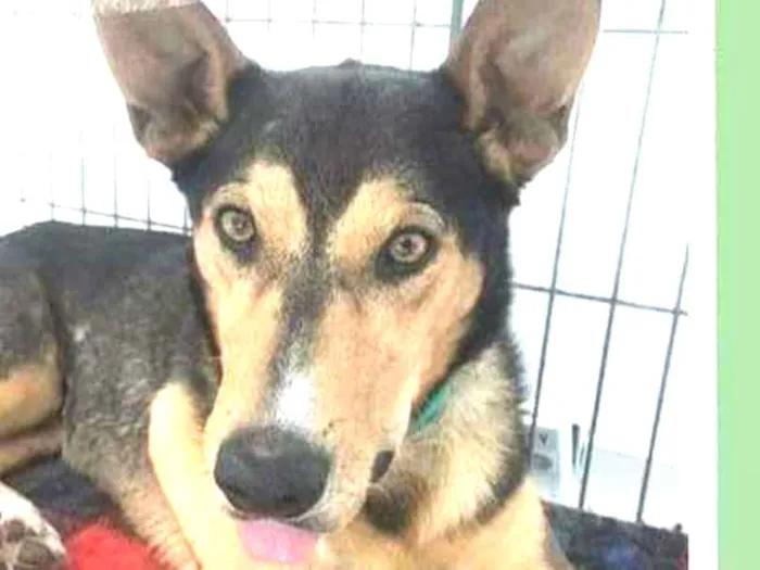 Cachorro ra a SRD-ViraLata idade 1 ano nome Celso