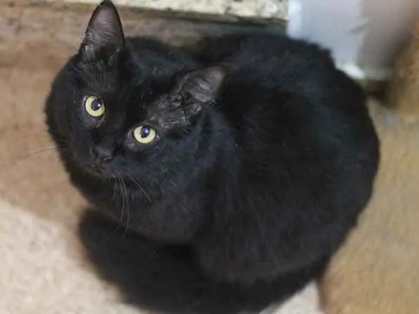 Gato raça SRD idade 3 anos nome Bach