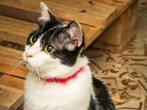 Gato raça SRD idade 2 anos nome Nitara