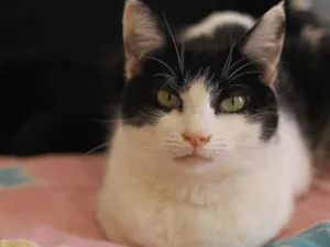 Gato raça SRD idade 2 anos nome Veronica