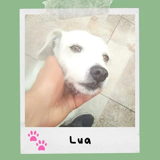 Cachorro ra a SRD-ViraLata idade 2 anos nome Lua