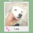 Lua