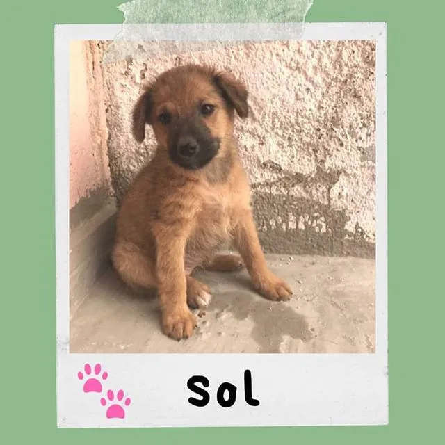 Cachorro ra a SRD-ViraLata idade 2 a 6 meses nome Sol