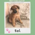 Sol