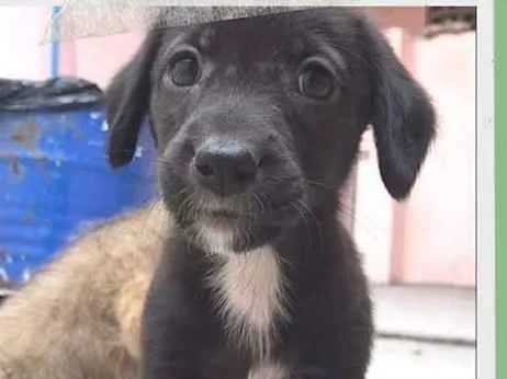 Cachorro ra a SRD-ViraLata idade 2 a 6 meses nome Lua