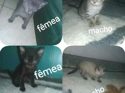 Gato raça  idade Abaixo de 2 meses nome Gatinhos
