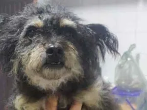 Cachorro raça SRD-ViraLata idade 4 anos nome Tuthy