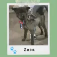 Zeca